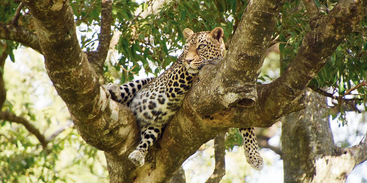 Call of the wild in Tanzania