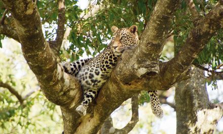 Call of the wild in Tanzania