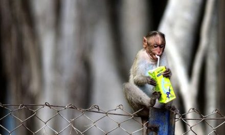 Garbage Dumps Leading to Shift in Food Habits of Wild Animals: Study