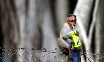 Garbage Dumps Leading to Shift in Food Habits of Wild Animals: Study