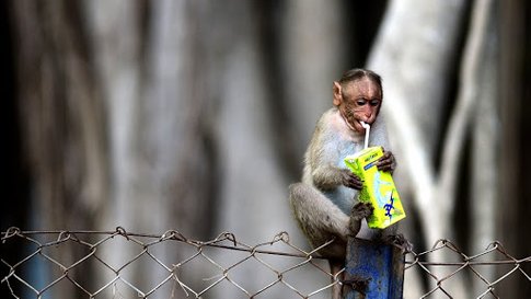 Garbage Dumps Leading to Shift in Food Habits of Wild Animals: Study