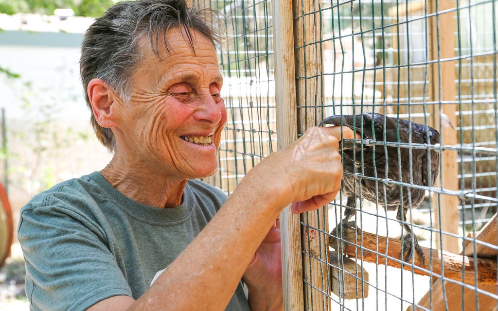 Caring for Injured Wildlife in the Eastern Sierras