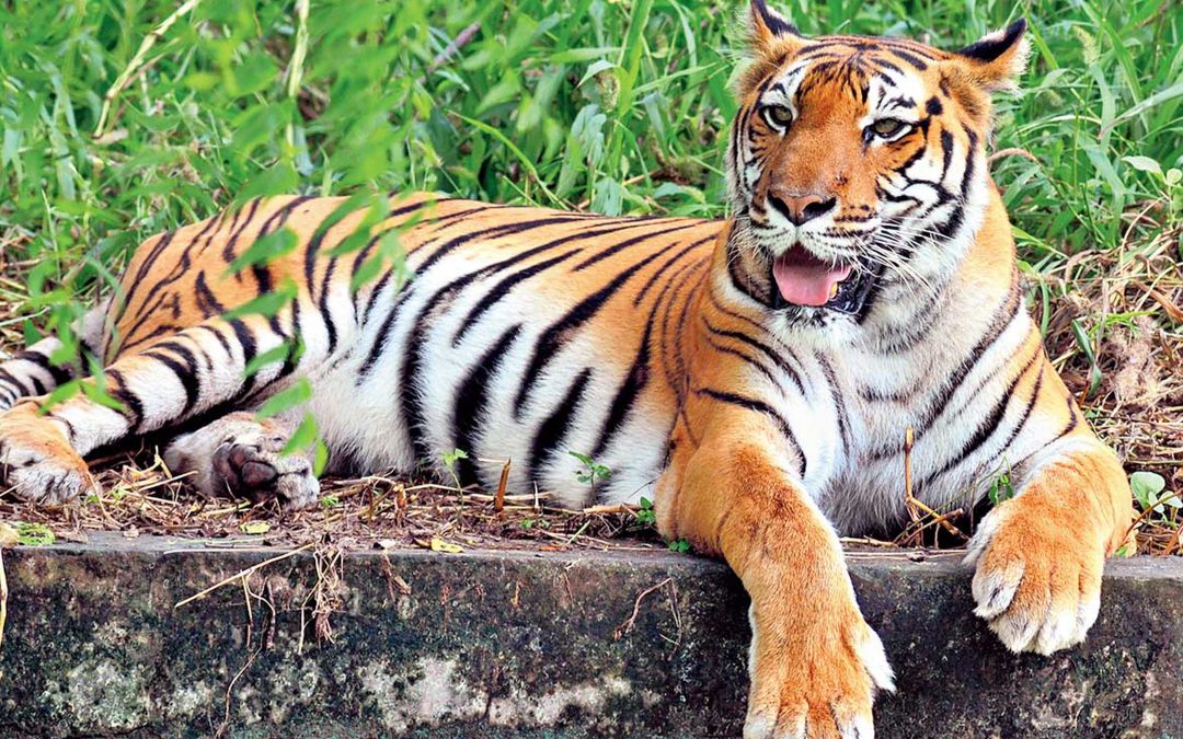 Tiger conservation top marks for India