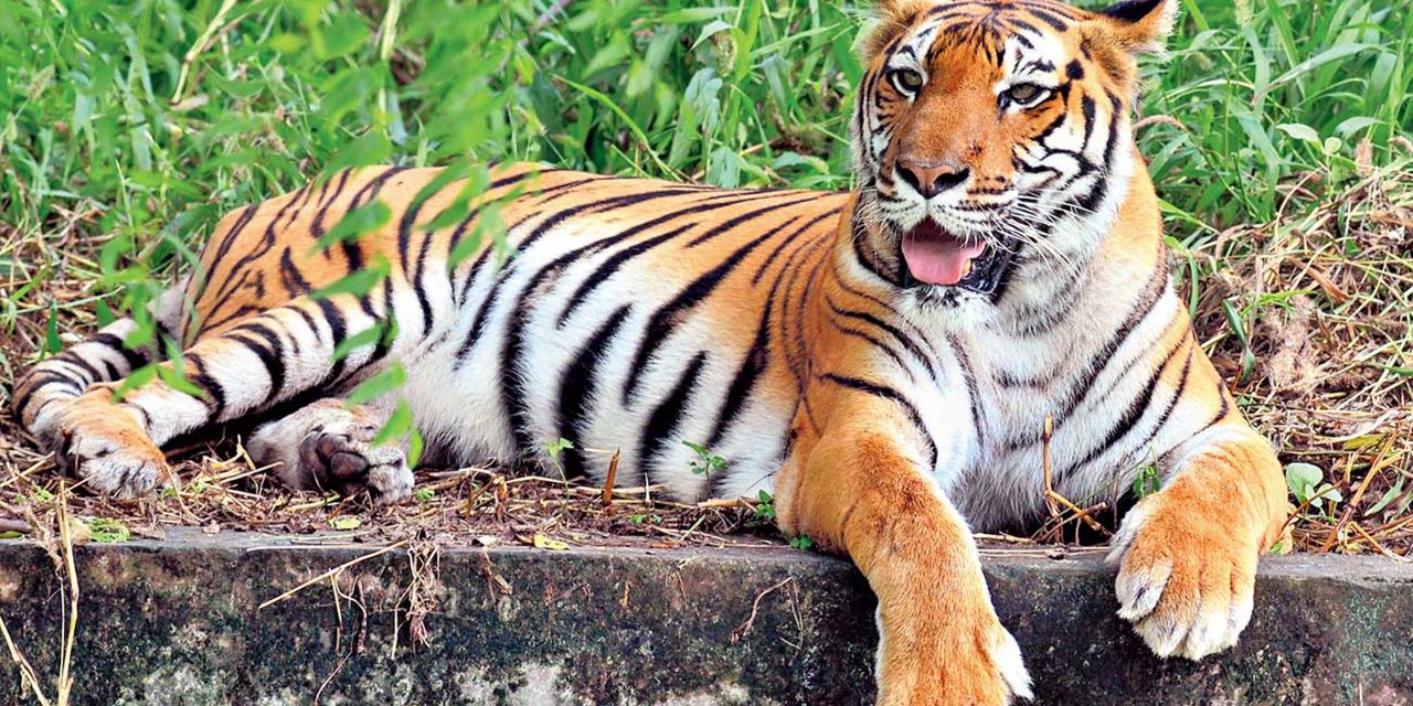 Tiger conservation top marks for India