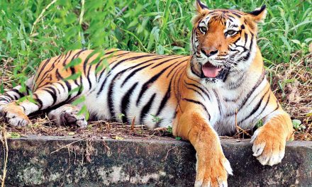 Tiger conservation top marks for India