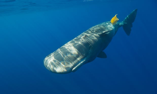 Plastics ‘leading to reproductive problems for wildlife’