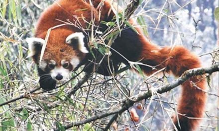 Conservation awareness prog turns red panda poachers into conservationists