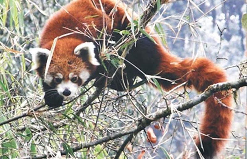 Conservation awareness prog turns red panda poachers into conservationists