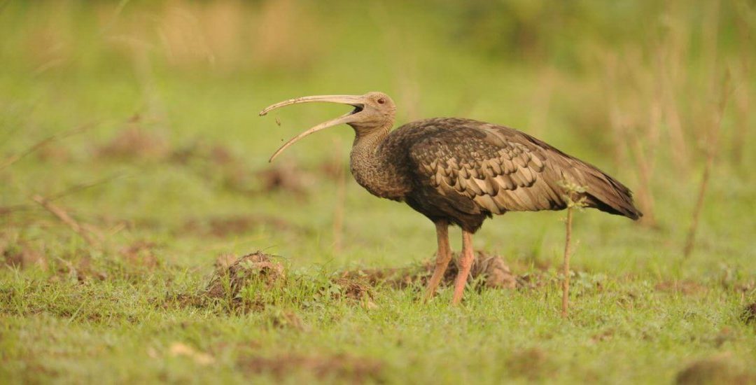 Birdfair 2019 project announced: Conserving Cambodia’s ‘Big Five’