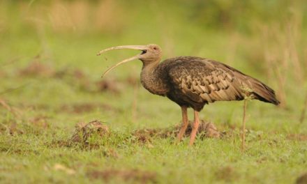 Birdfair 2019 project announced: Conserving Cambodia’s ‘Big Five’