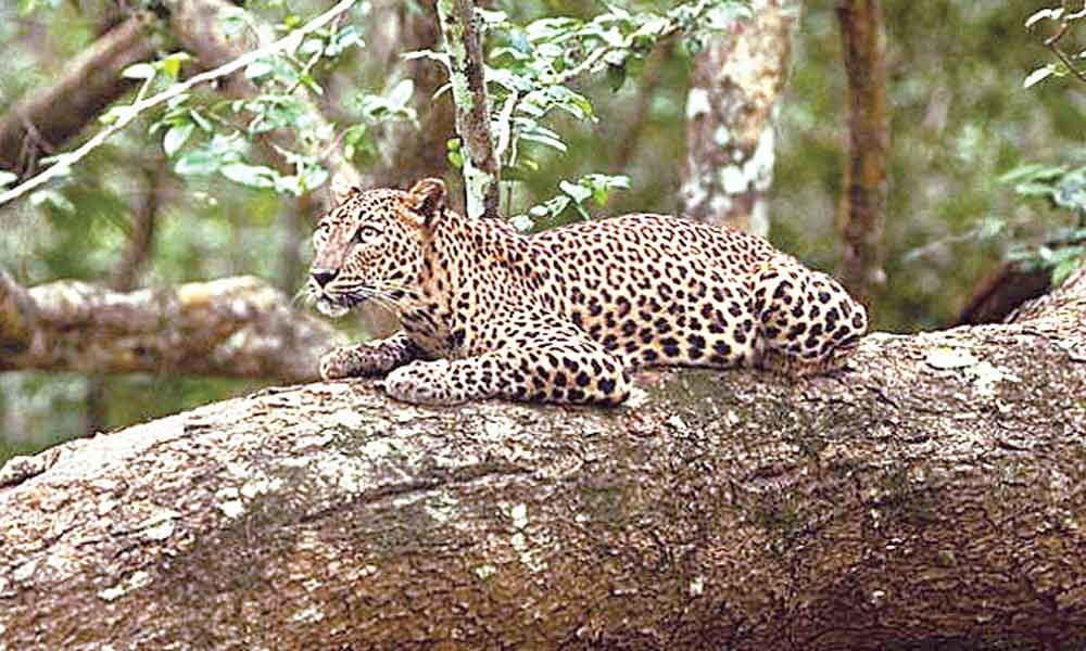 Indian wildlife needs empathy, not just sympathy