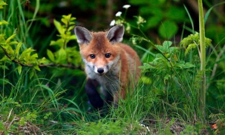 Shocking scale of illegal fox hunting in Cheshire revealed – 14 years after it was banned
