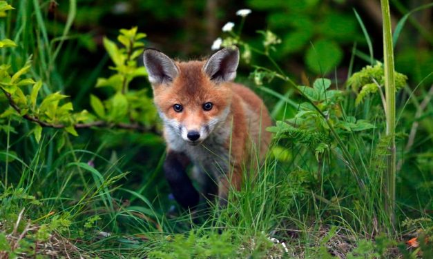 Shocking scale of illegal fox hunting in Cheshire revealed – 14 years after it was banned