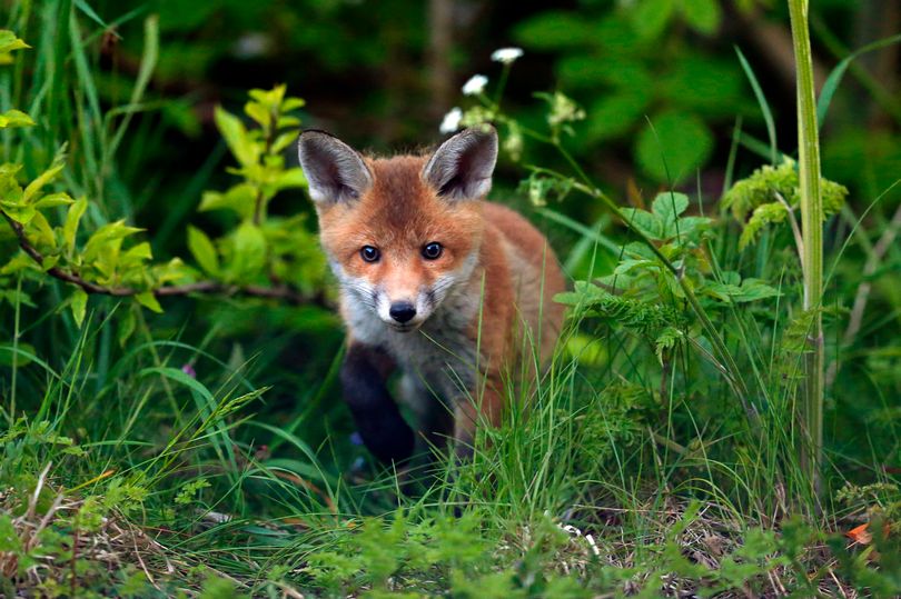 Shocking scale of illegal fox hunting in Cheshire revealed – 14 years after it was banned