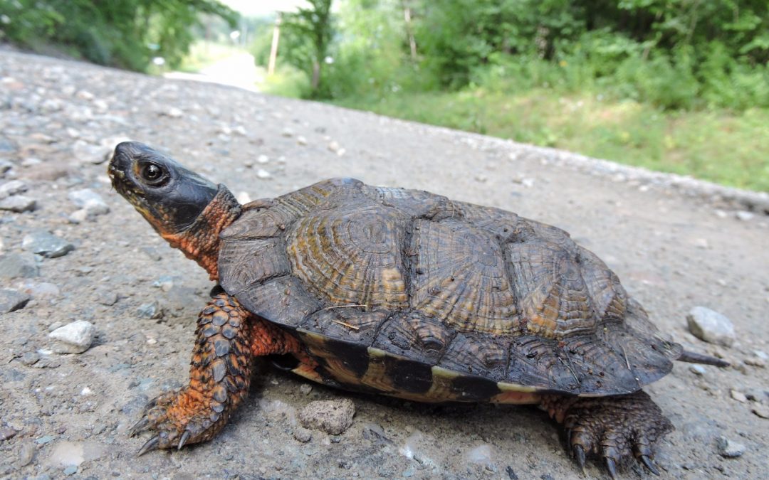 Wildlife officials launch project to conserve wood turtles