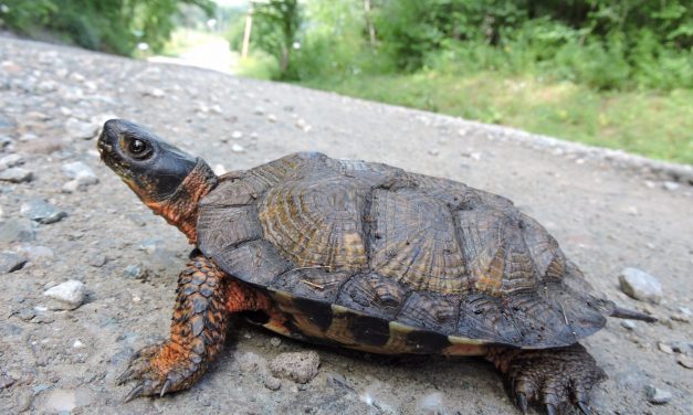 Wildlife officials launch project to conserve wood turtles