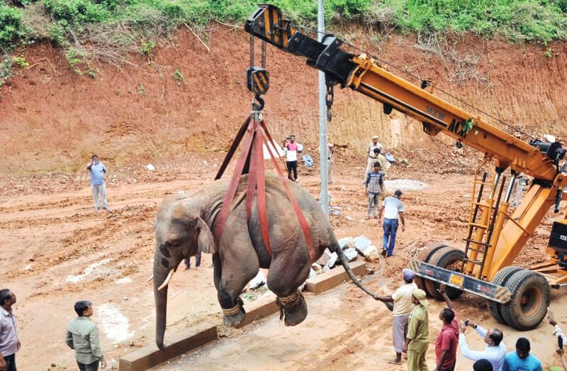 Wild Elephant Back To Amchang Wildlife Sanctuary