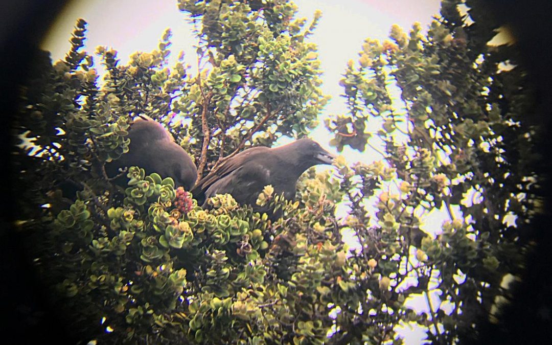 Critically endangered Hawaiian crows build first nest in the wild in decades