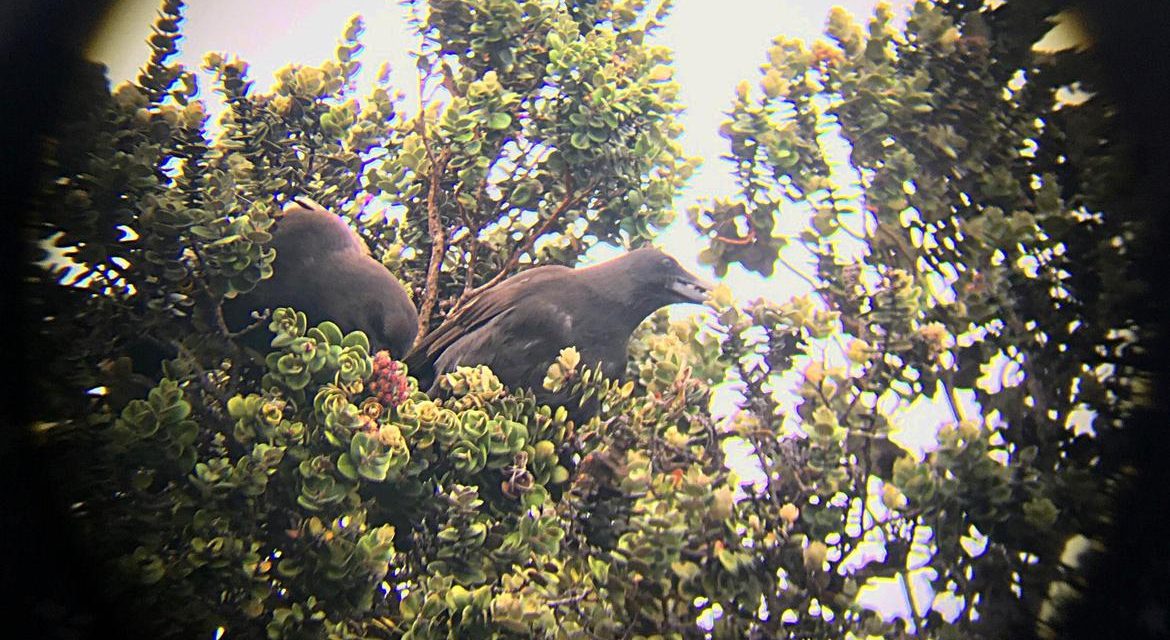 Critically endangered Hawaiian crows build first nest in the wild in decades