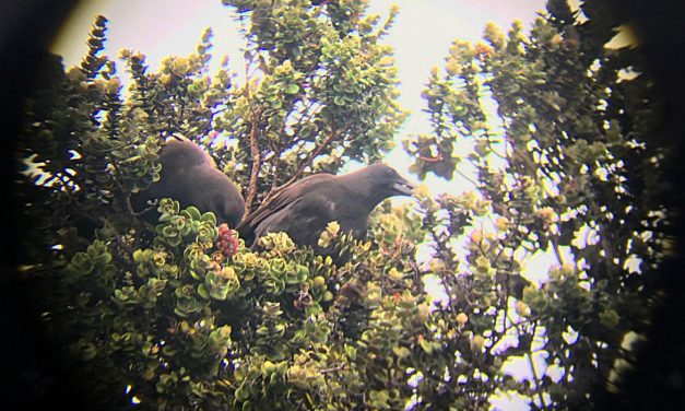 Critically endangered Hawaiian crows build first nest in the wild in decades