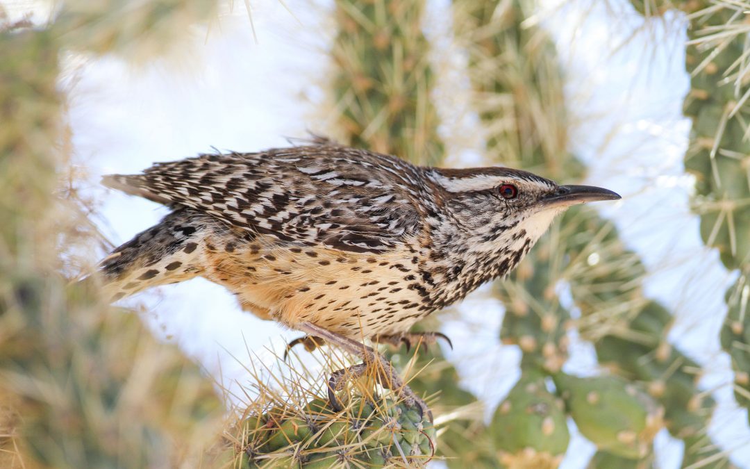 Preserving the Desert Birds