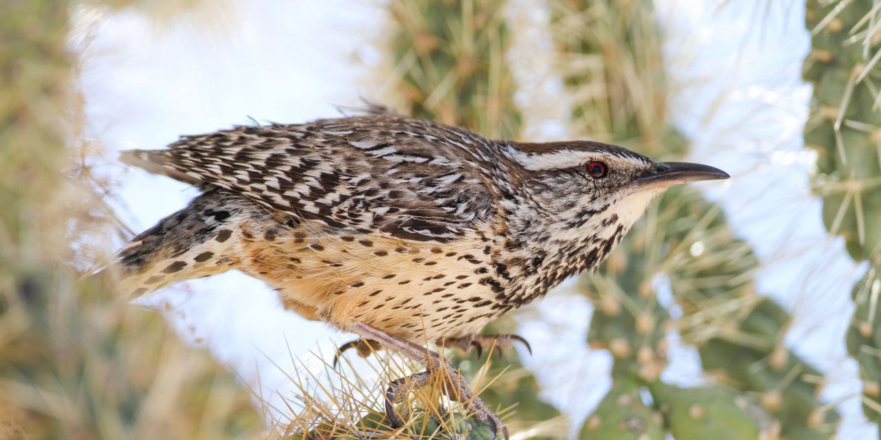 Preserving the Desert Birds