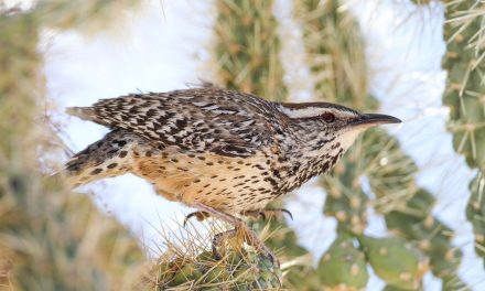 Preserving the Desert Birds