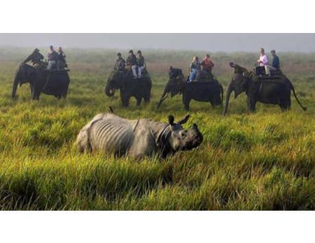 Assam ranked as ‘Best Destination for Wildlife in India’ at Lonely Planet Magazine’s Travel Awards 2019