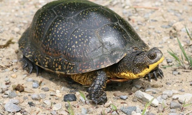 Saving endangered species to help save ourselves