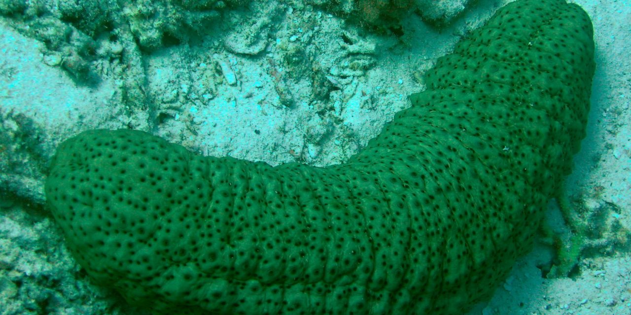 SEA CUCUMBER- A CREATURE IN THE SEA NOT A VEGETABLE