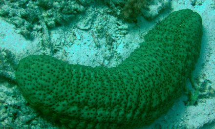 SEA CUCUMBER- A CREATURE IN THE SEA NOT A VEGETABLE