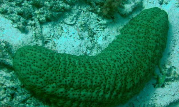 SEA CUCUMBER- A CREATURE IN THE SEA NOT A VEGETABLE