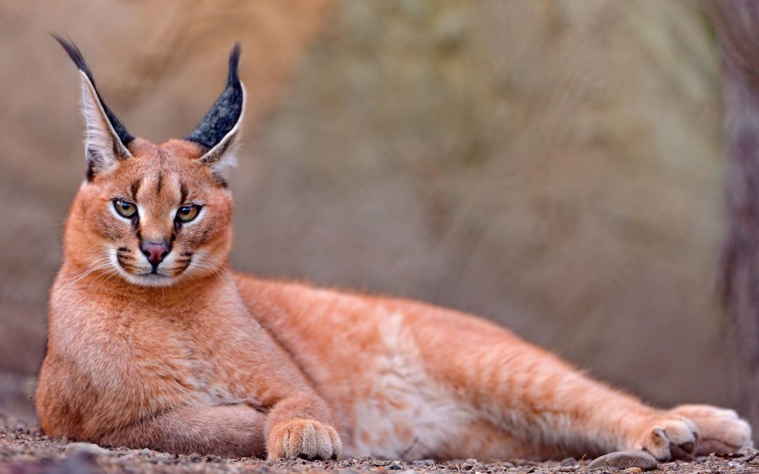 CARACAL – THE WILD CAT