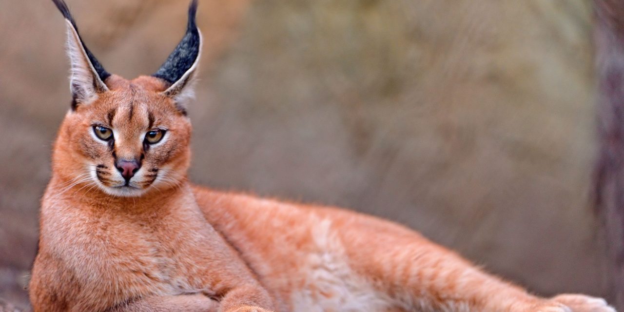 CARACAL – THE WILD CAT