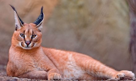 CARACAL – THE WILD CAT