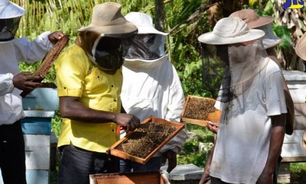 APITOURISM – BEE TOURISM, SLOVENIA’s LOVE FOR ITS BEES