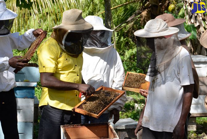 APITOURISM – BEE TOURISM, SLOVENIA’s LOVE FOR ITS BEES