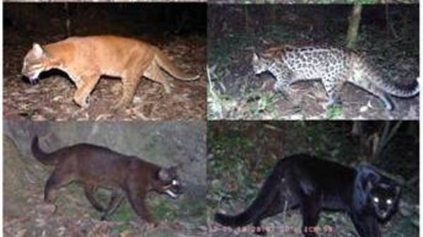 Six different ‘colour morphs’ of Asiatic golden cat discovered in Arunachal