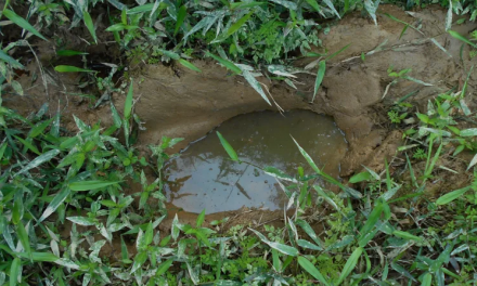 Why Frogs Love to Lay Their Eggs in Elephant Footprints