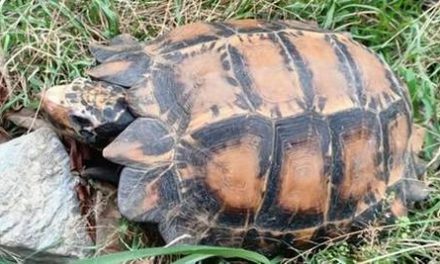 IMPRESSIVE TORTOISE DISCOVERED IN ARUNACHAL PRADESH