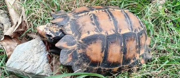 IMPRESSIVE TORTOISE DISCOVERED IN ARUNACHAL PRADESH