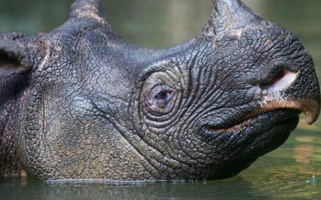 Javan Rhino