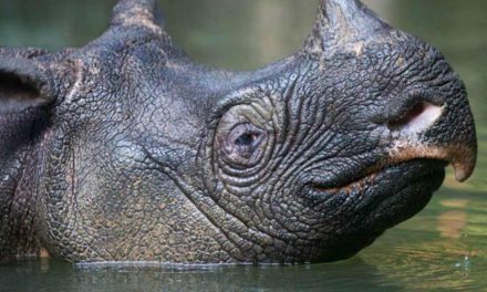 Javan Rhino