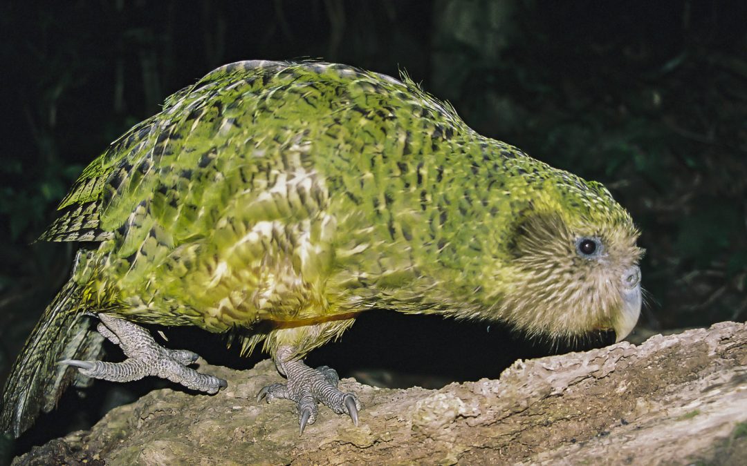 KAKAPO – THE ONLY FLIGHTLESS PARROT