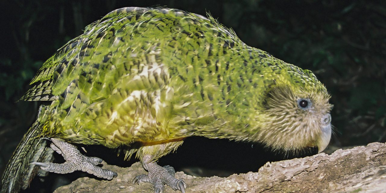 KAKAPO – THE ONLY FLIGHTLESS PARROT