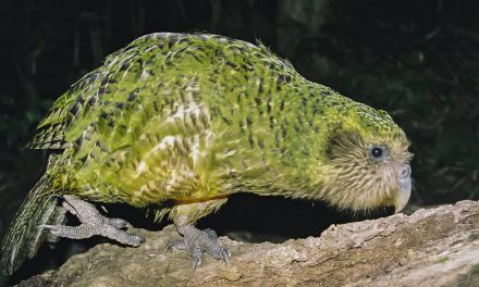 KAKAPO – THE ONLY FLIGHTLESS PARROT