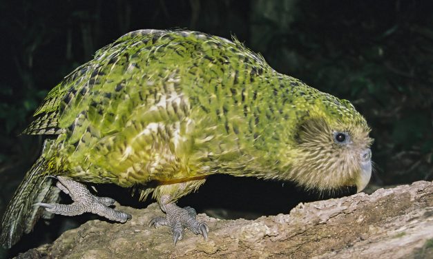 KAKAPO – THE ONLY FLIGHTLESS PARROT