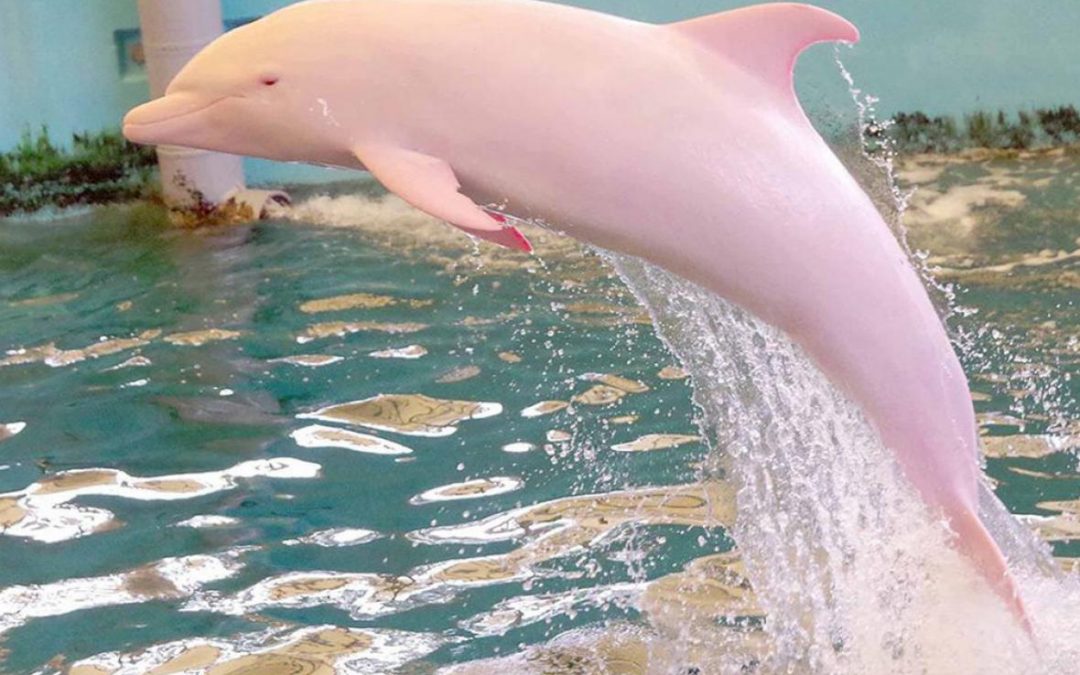 Pinky, the Pink Dolphin in Louisiana