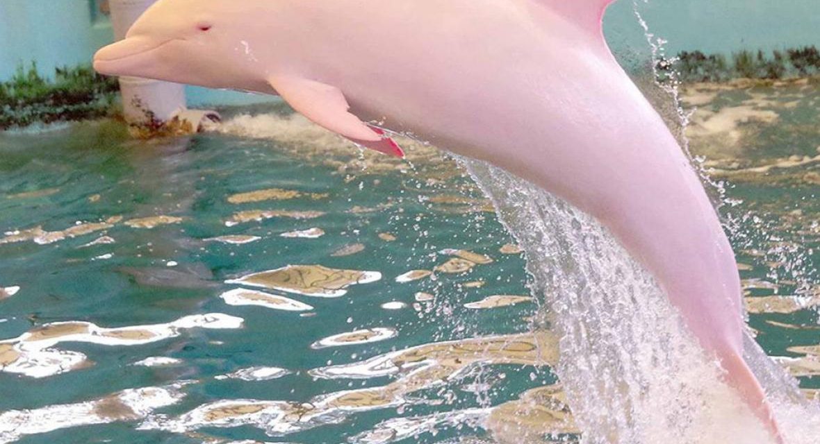 Pinky, the Pink Dolphin in Louisiana