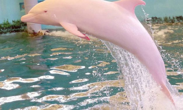 Pinky, the Pink Dolphin in Louisiana